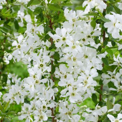 Exochorda Blushing Pearl ® - Leaderplant