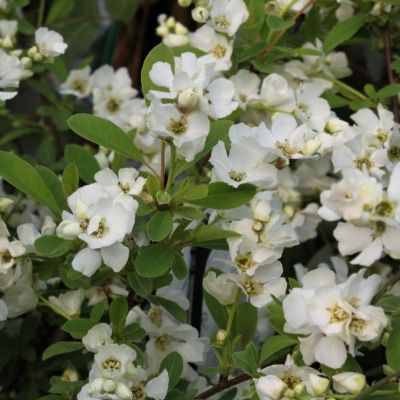 Exochorda nain Niagara ® - Buisson de Perles - Leaderplant