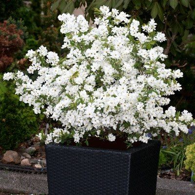 Exochorda nain Niagara ® - Buisson de Perles - Leaderplant