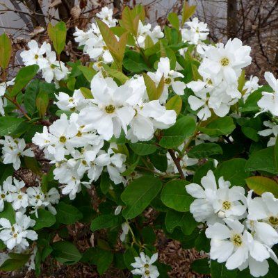 Exochorda 'Snow White' - Buisson de perles - Leaderplant
