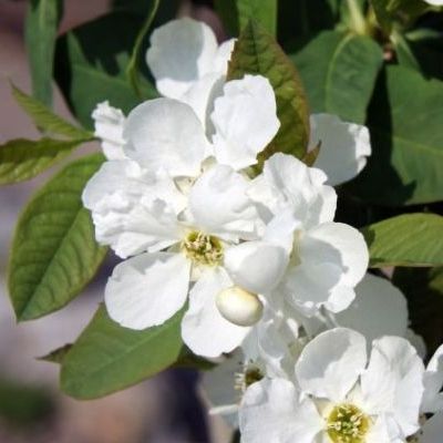 Exochorda 'Snow White' - Buisson de perles - Leaderplant