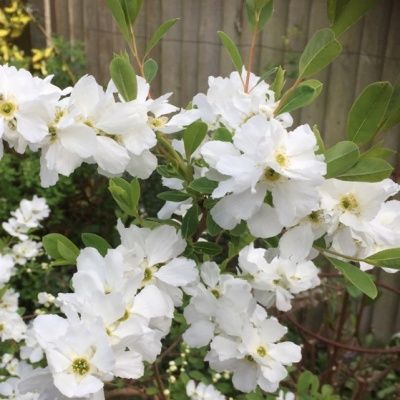 Exochorda 'Snow White' - Buisson de perles - Leaderplant