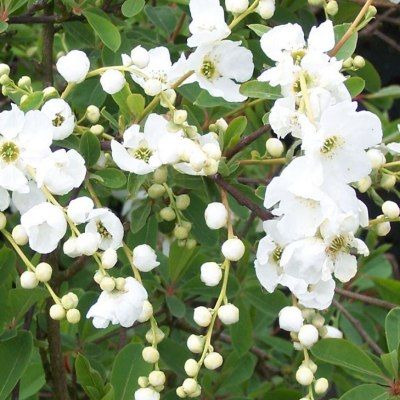 Exochorda - Buisson de perles - Leaderplant