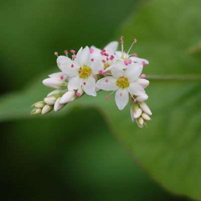 Épinard arbustif d'Asie / Sarrasin vivace - Leaderplant