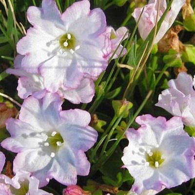 Falkia repens - Petites oreilles - Leaderplant