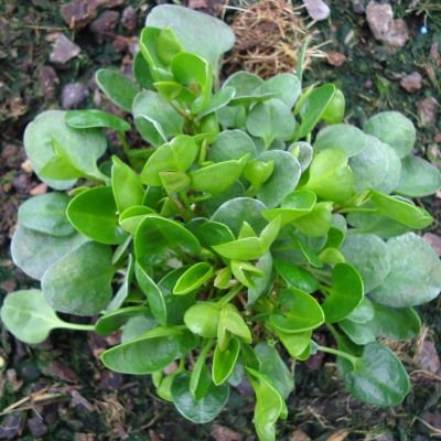 Falkia repens - Petites oreilles - Leaderplant