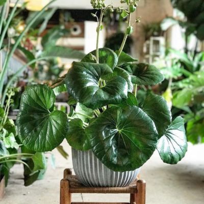 Farfugium japonicum ARTICJUNGLE ® - Leaderplant