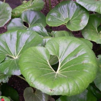 Farfugium japonicum ARTICJUNGLE ® - Leaderplant