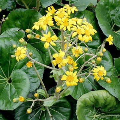 Farfugium japonicum ARTICJUNGLE ® - Leaderplant