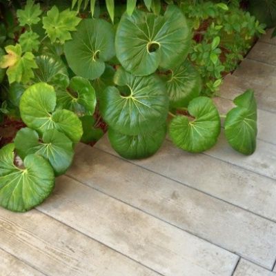 Farfugium japonicum ARTICJUNGLE ® - Leaderplant