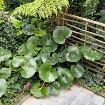 Farfugium japonicum ARTICJUNGLE ® - Leaderplant