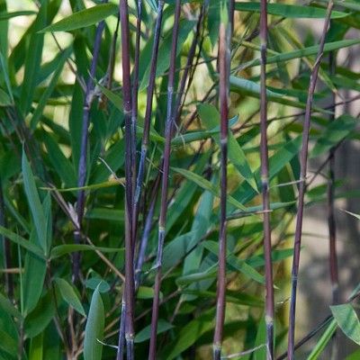 Bambou Fargesia Black Pearl - Leaderplant
