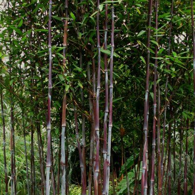 Bambou fargesia Gerry - Leaderplant