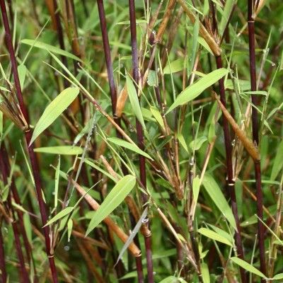 Bambou Fargesia 'Gansu' - Leaderplant