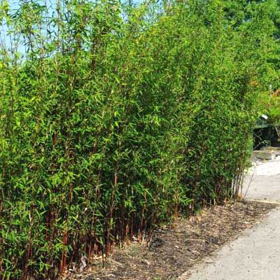 Bambou Fargesia Genf - Leaderplant