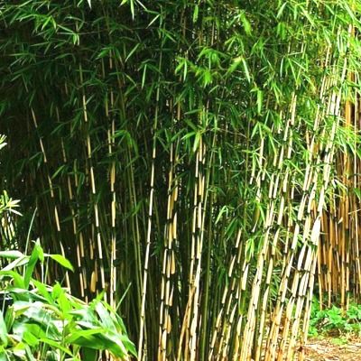 vente de cannes de bambou deco