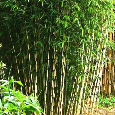 Bambou Fargesia Campbell Vente En Ligne De Plants De Bambou Fargesia Campbell Pas Cher Leaderplant Bambou Fargesia Campbell Vente En Ligne De Plants De Bambou Fargesia Campbell Pas Cher Leaderplant