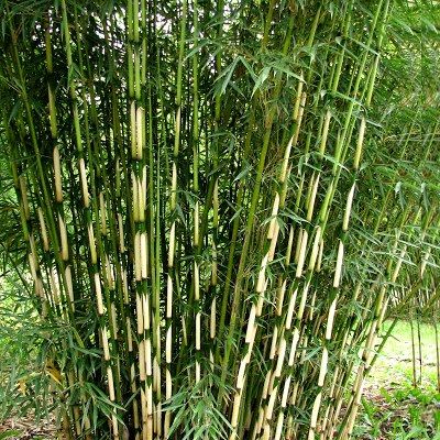 Bambou Fargesia Pingwu - Leaderplant