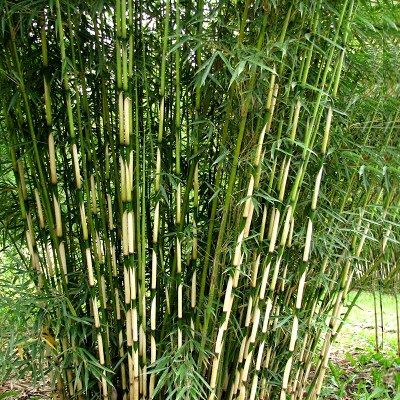 Haie Brise-vue Balcon Bambou Campbell en KIT - Vente en ligne de plants de  Haie Brise-vue Balcon Bambou Campbell en KIT pas cher