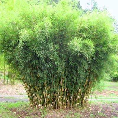 Bambou Fargesia Robusta 'Pingwu' - Non Traçant, En Pot 7-10 Litres, Idéal Haie Brise-vue