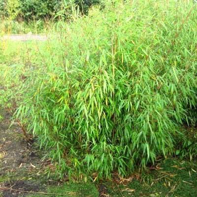 Bambou Fargesia Asian Wonder - Leaderplant