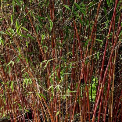 Haie Brise-vue Balcon Bambou Asian Wonder en KIT - Leaderplant
