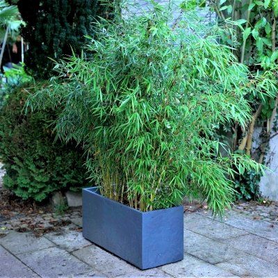 Haie Brise-vue Balcon Bambou 'Pingwu' en KIT - Leaderplant