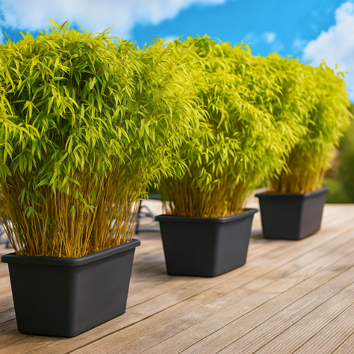 Haie Brise-vue Balcon Bambou Rufa en KIT - Leaderplant