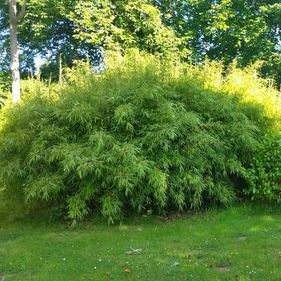 BON PLAN -50% Bambou Fargesia Rufa - Leaderplant