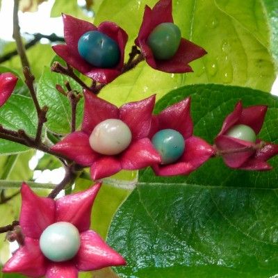 Arbre du Clergé Fargesii - Leaderplant