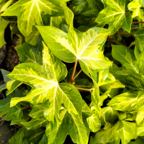 Fatshedera Annemieke - Faux-Aralia Lierre en mini-motte  - Leaderplant