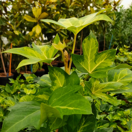 Fatshedera Annemieke - Faux-Aralia Lierre en mini-motte  - Leaderplant