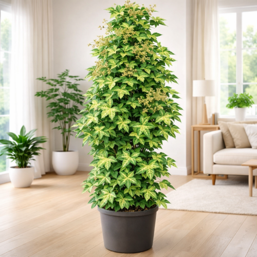 Fatshedera Annemieke - Faux-Aralia Lierre en mini-motte  - Leaderplant