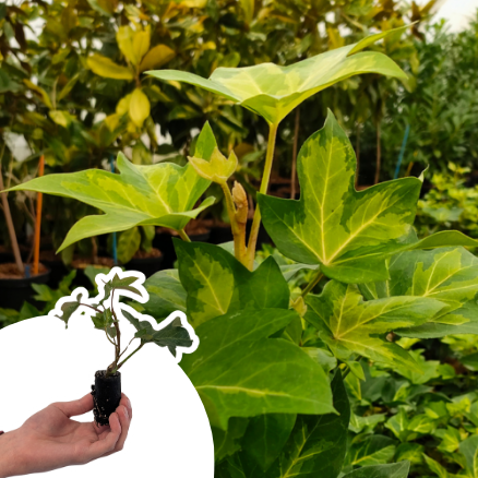 Fatshedera Annemieke - Faux-Aralia Lierre en mini-motte  - Leaderplant