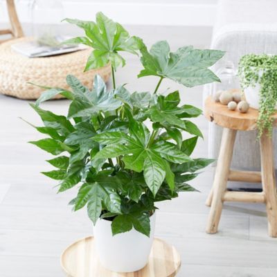Fatsia du Japon - Aralia - Leaderplant