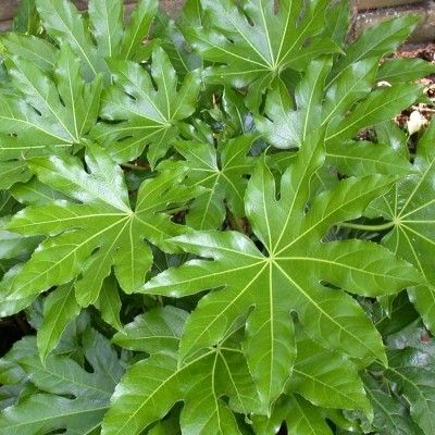 Fatsia du Japon - Aralia - Leaderplant