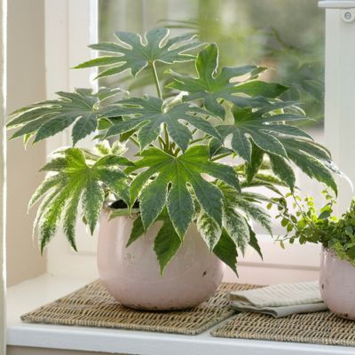 Aralia panaché - Fatsia panaché Spider Web - Leaderplant