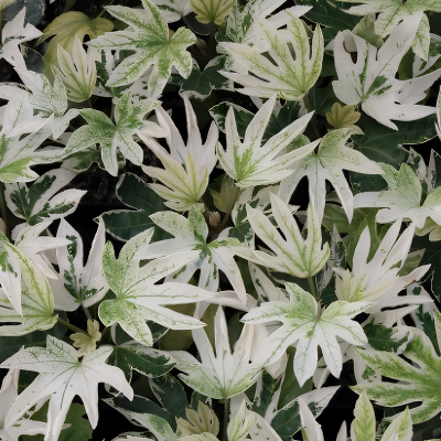 Aralia panaché - Fatsia panaché Spider Web en mini-motte  - Leaderplant