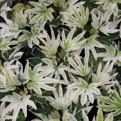 Aralia panaché - Fatsia panaché Spider Web - Leaderplant