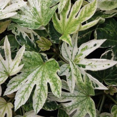 Aralia panaché - Fatsia panaché Spider Web - Leaderplant