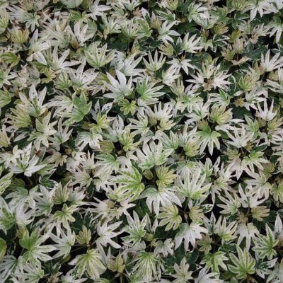 Aralia panaché - Fatsia panaché Spider Web - Leaderplant