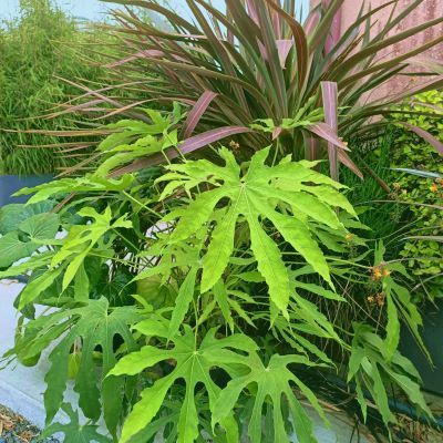 Aralia Green Fingers ® - Fatsia - Leaderplant