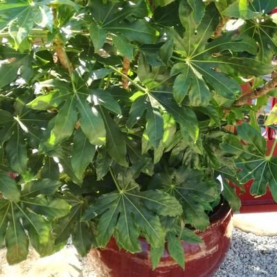 Fatsia du Japon - Aralia - Leaderplant