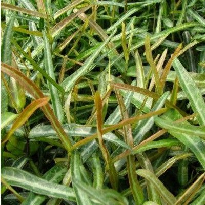 Faux jasmin Théta - Leaderplant