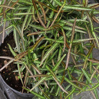 Faux jasmin Théta - Leaderplant