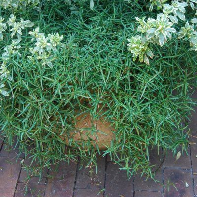 Faux jasmin Théta - Leaderplant