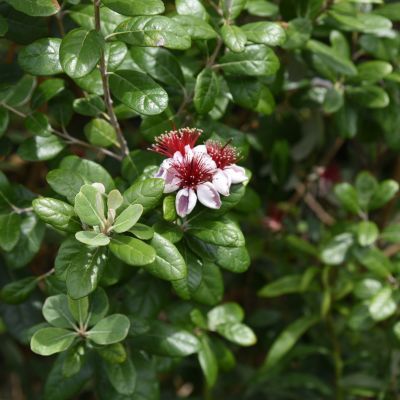 Goyavier du Brésil Apollo - Goyave Ananas - Feijoa - Leaderplant