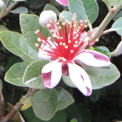 Goyavier du Brésil autofertile Coolidge - Feijoa - Leaderplant