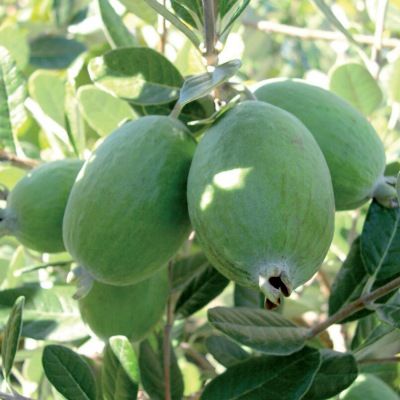 Goyavier du Brésil autofertile Coolidge - Feijoa - Leaderplant