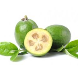 Goyavier du Brésil - Feijoa / Grenadier de Montevideo - Leaderplant